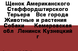 Щенок Американского Стаффордштирского Терьера - Все города Животные и растения » Собаки   . Кемеровская обл.,Ленинск-Кузнецкий г.